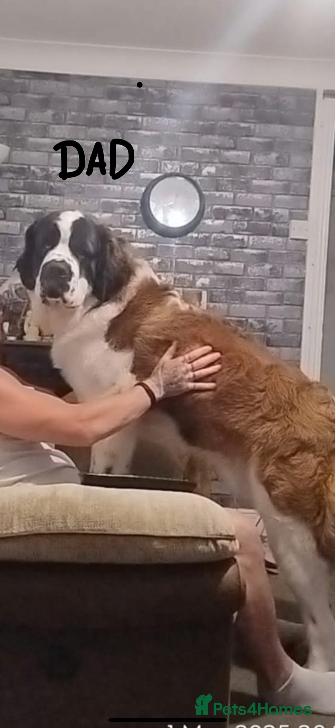 Saint Bernard dogs for sale: Saint Bernard puppies  - Image 36