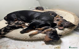 Miniature Dachshund dogs for sale: Miniature Dachshund KC ready now  - Image 28