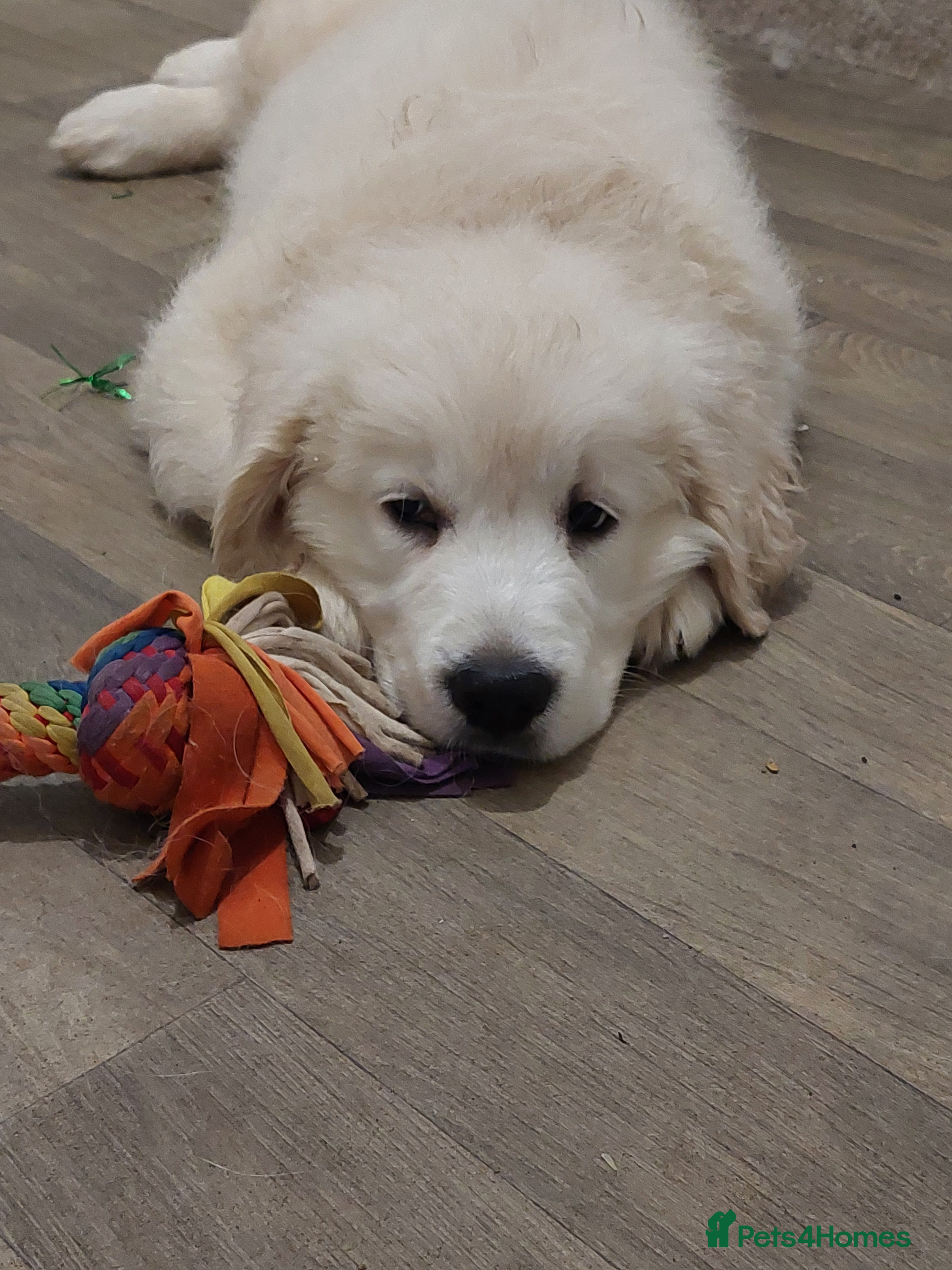 Golden Retriever dogs KC registered handsome boy  - Advert 4