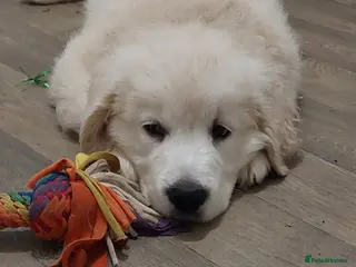 Golden Retriever dogs KC registered handsome boy - Advert 4