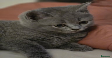 British Shorthair cats - Advert 14