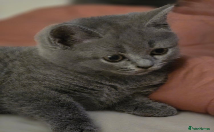 British Shorthair cats - Advert 11