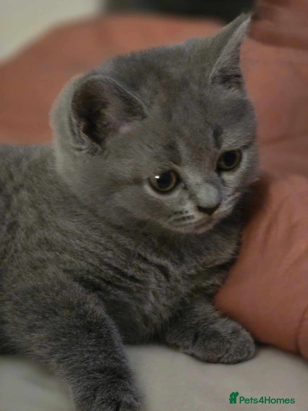 British Shorthair cats for sale: British shorthair  - Image 2