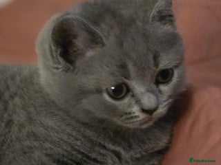 British Shorthair cats - Advert 18