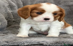 Cavalier King Charles Spaniel dogs for sale: Health Tested cavalier puppies  - Image 18