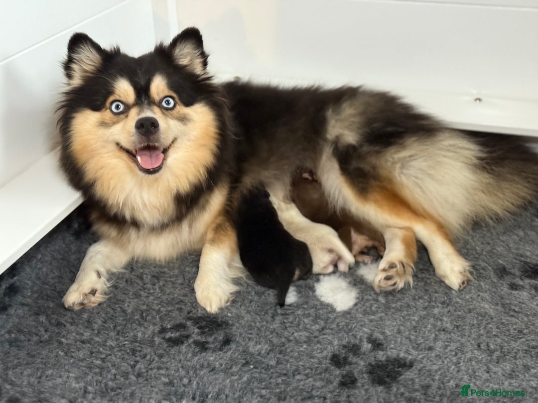Pomsky dogs for sale: F3 Pomsky Puppies - ready after  **  - Advert 4