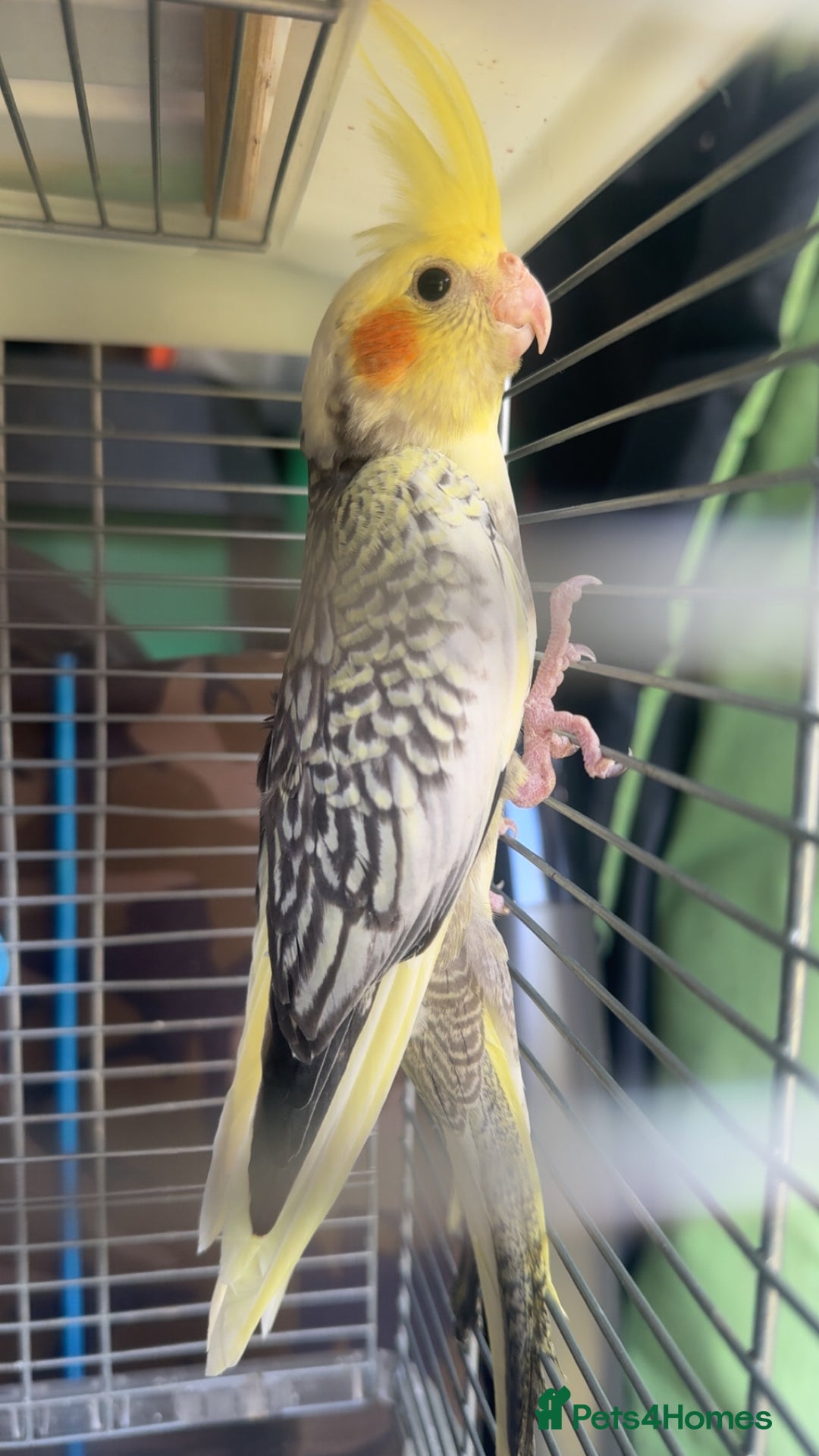 Cockatiels birds for sale: Baby cockatiel for sale mixed prices  - Image 16