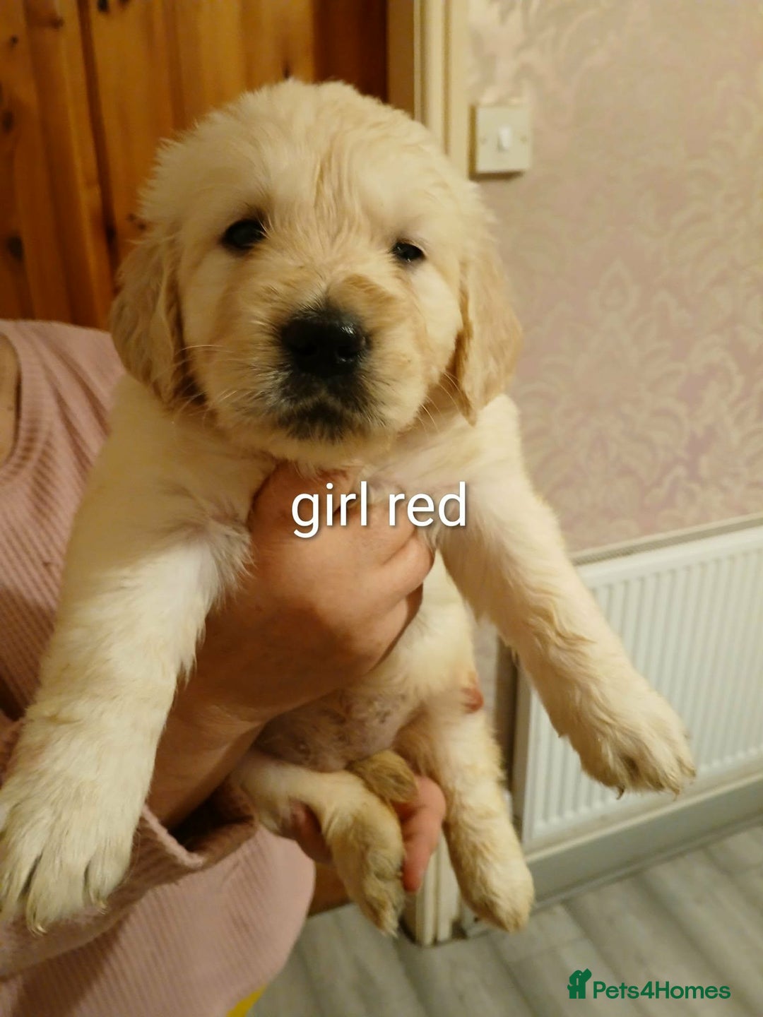 Golden Retriever dogs for sale: Beautiful Golden Retriever Puppies - Advert 9