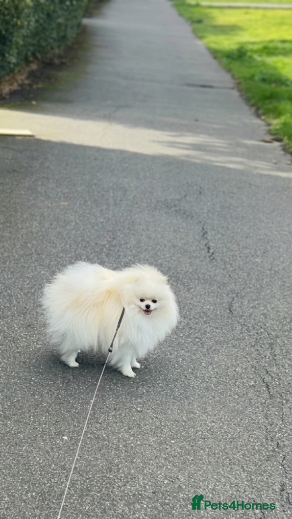 Pomeranian dogs 2,5 kg Teddy boy - Advert 7