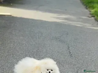Pomeranian dogs 2,5 kg Teddy boy - Advert 4