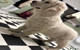 Golden Retriever dogs for sale: Golden retriever 9 weeks old - Image 3