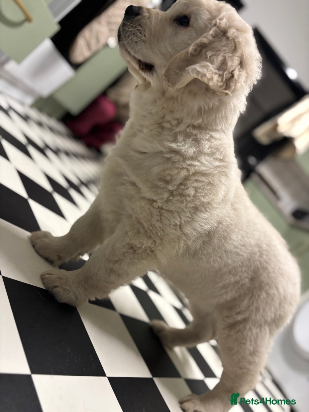 Golden Retriever dogs for sale: Golden retriever 9 weeks old - Image 3