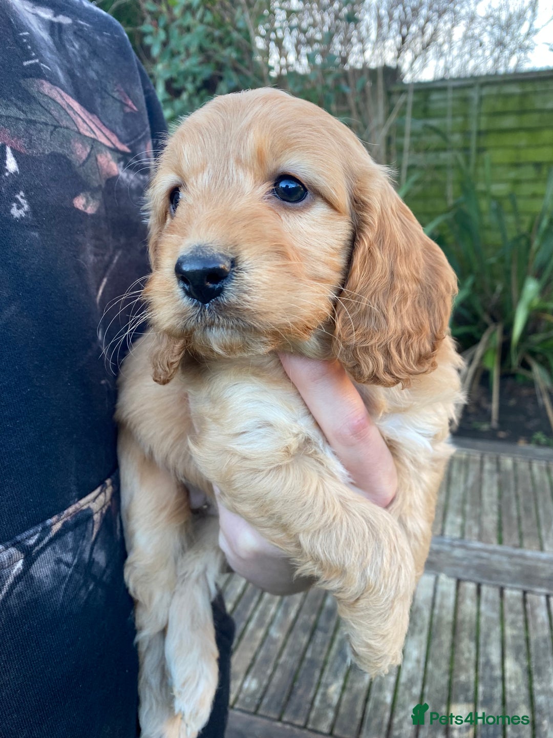 Cockapoo dogs for sale: F1 RED COCKAPOO GIRL. READY 15TH JAN. - Advert 4