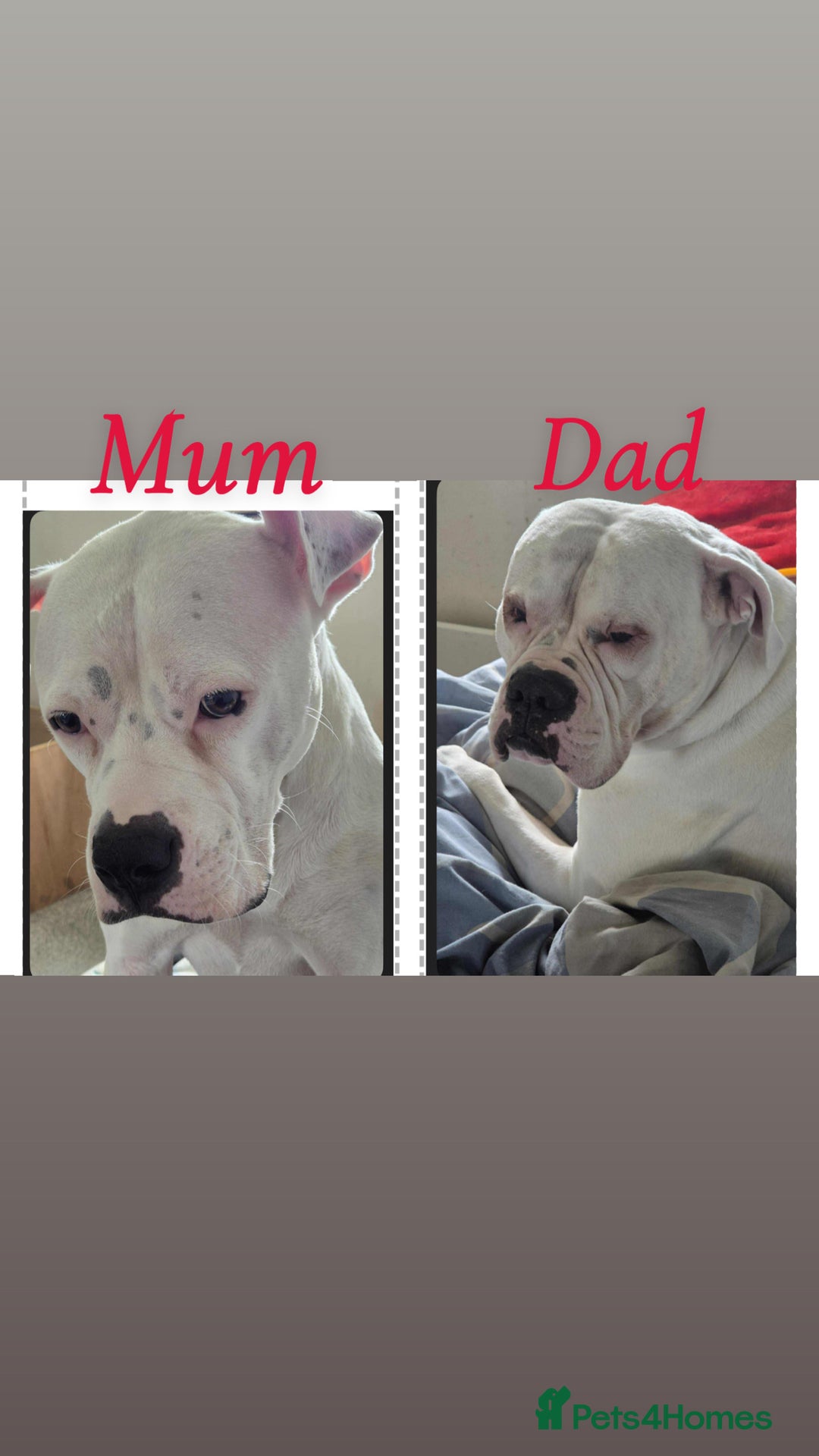 American Bulldog dogs for sale: American bulldog pups - Image 5