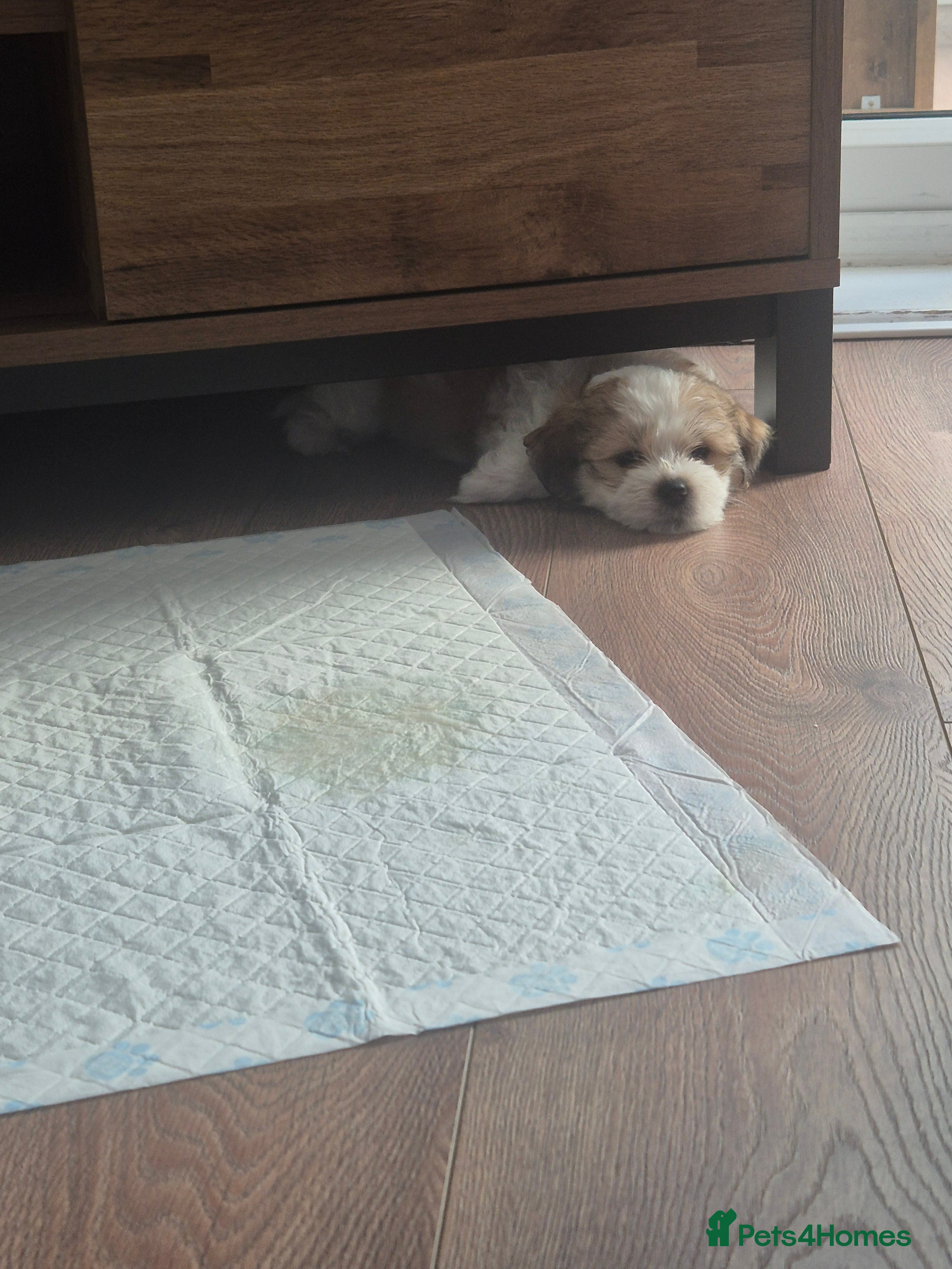 Mixed Breed dogs 3 beautiful Shorkie puppies available 21st July - Advert 2