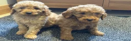 Labradoodle dogs for sale: Stunning miniature multigen labradoodle puppies - Advert 4