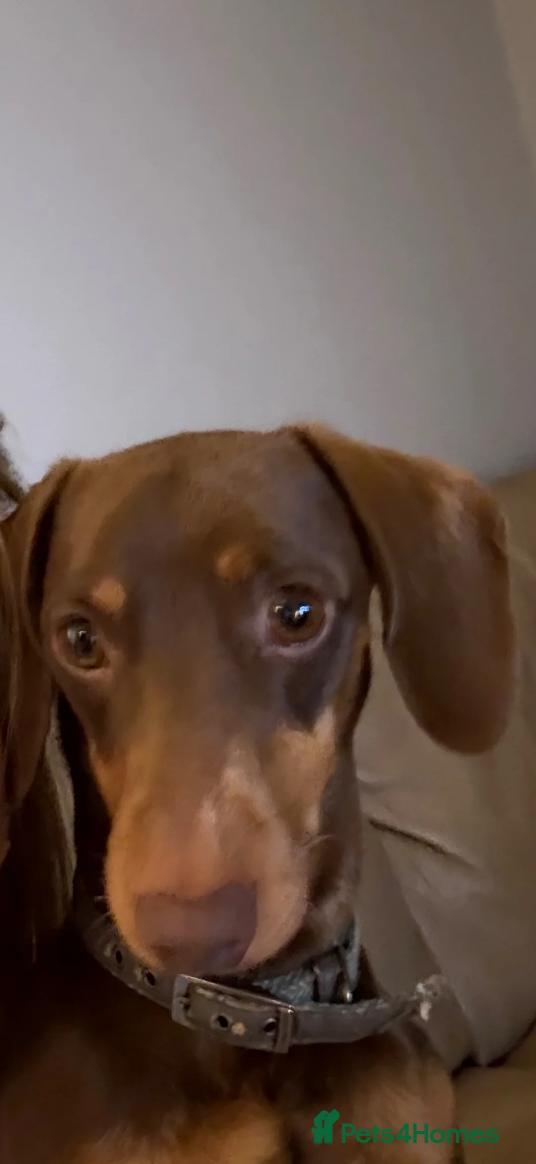 Miniature Dachshund dogs for sale: Alfie - miniature dachshund  - Advert 2