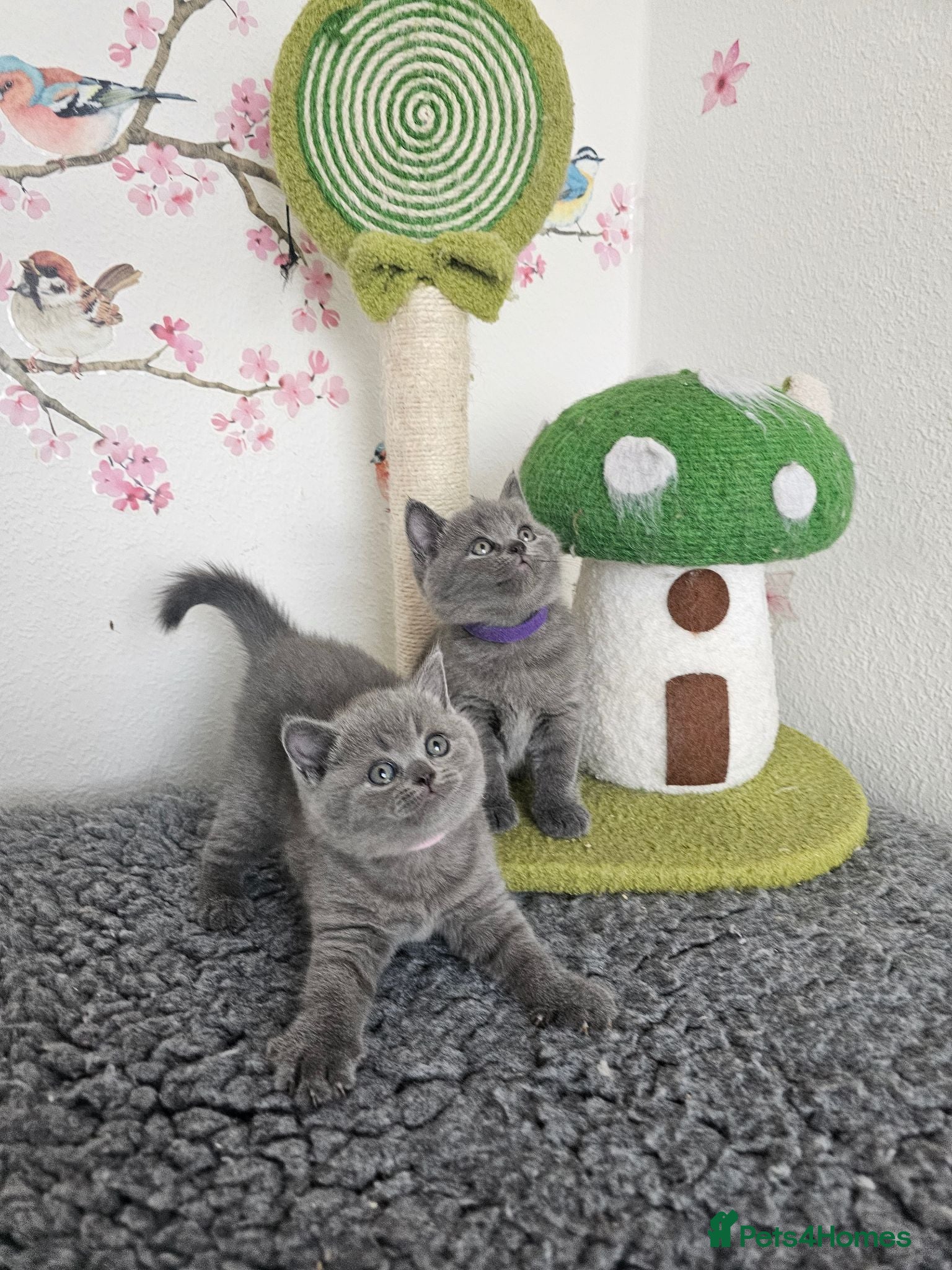 British Shorthair cats British Shorthair Kittens - Advert 6