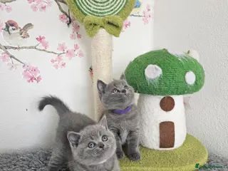 British Shorthair cats British Shorthair Kittens - Advert 6
