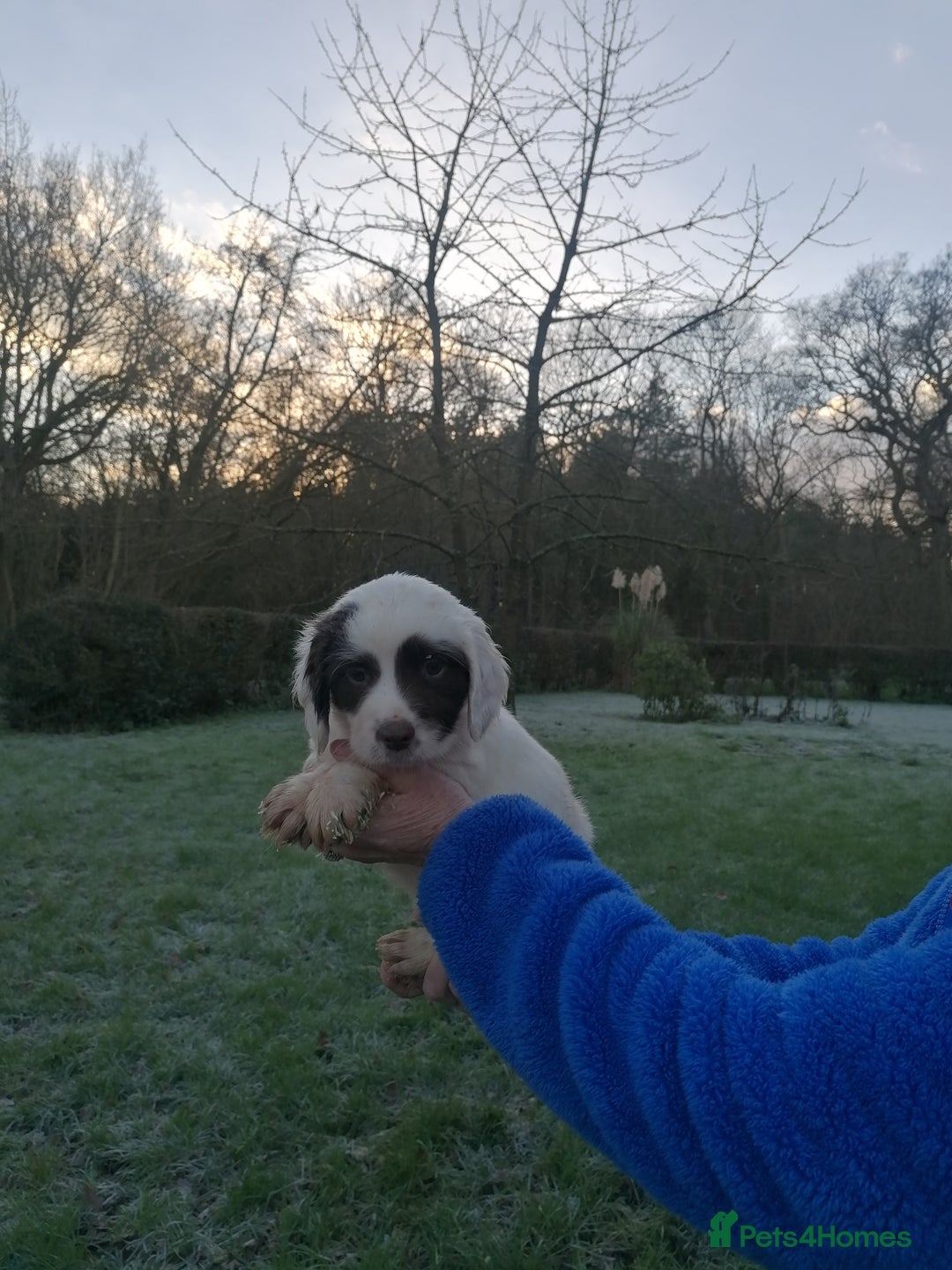 English Springer Spaniel dogs for sale: Beautiful English springer spaniel puppies  - Advert 5