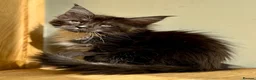 Maine Coon cats for sale: Beautiful Maine Coon kittens - Advert 20
