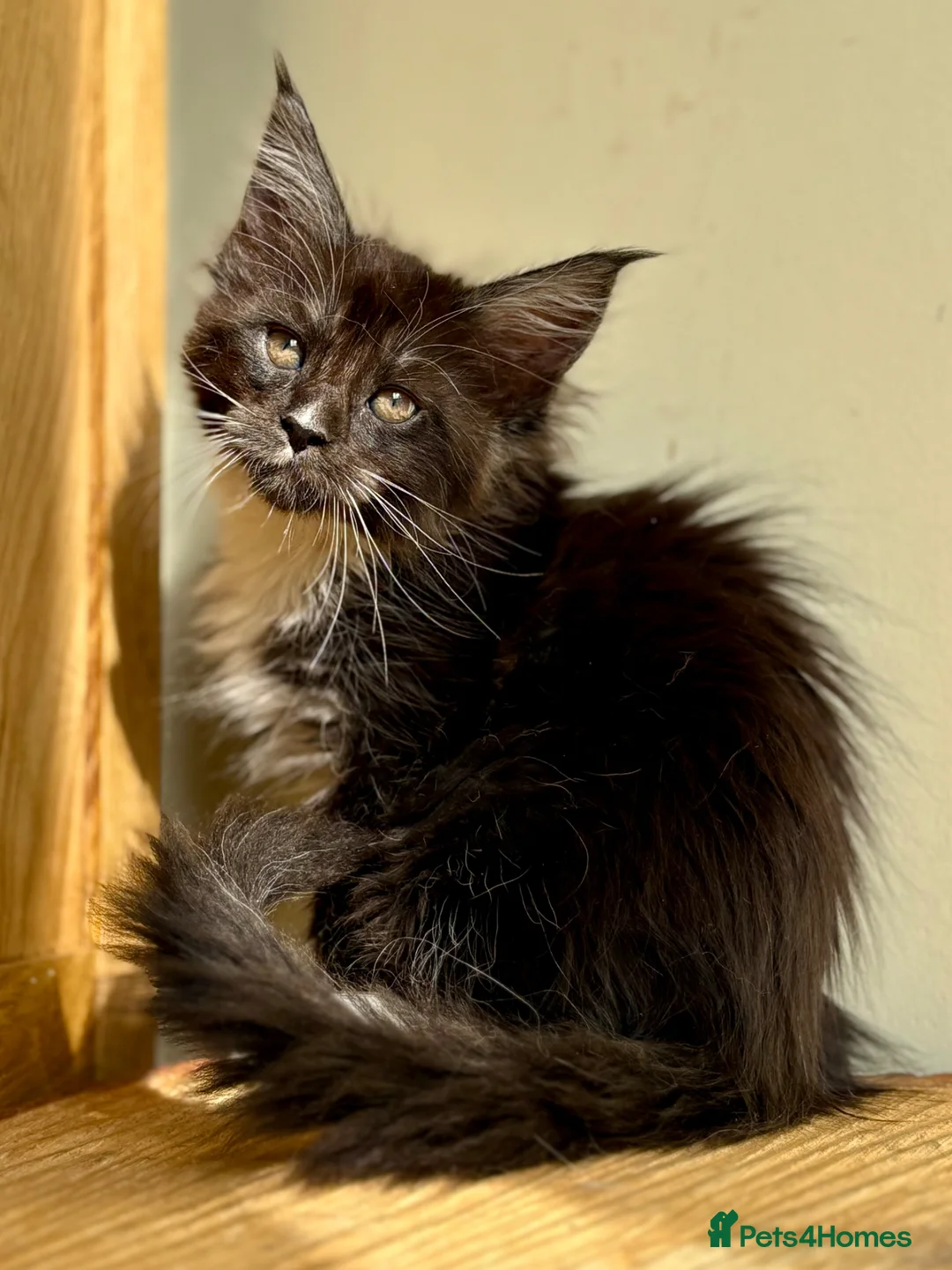 Maine Coon cats for sale: Beautiful Maine Coon kittens - Advert 32