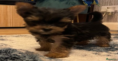 Yorkshire Terrier dogs - Advert 5