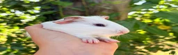 Guinea Pig rodents for sale: LOTS !!! very Friendly baby boy guinea pigs 🩵 - Advert 11