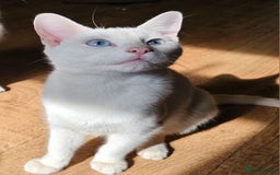 Turkish Angora cats for sale: Turkish Angora kittens  - Image 2