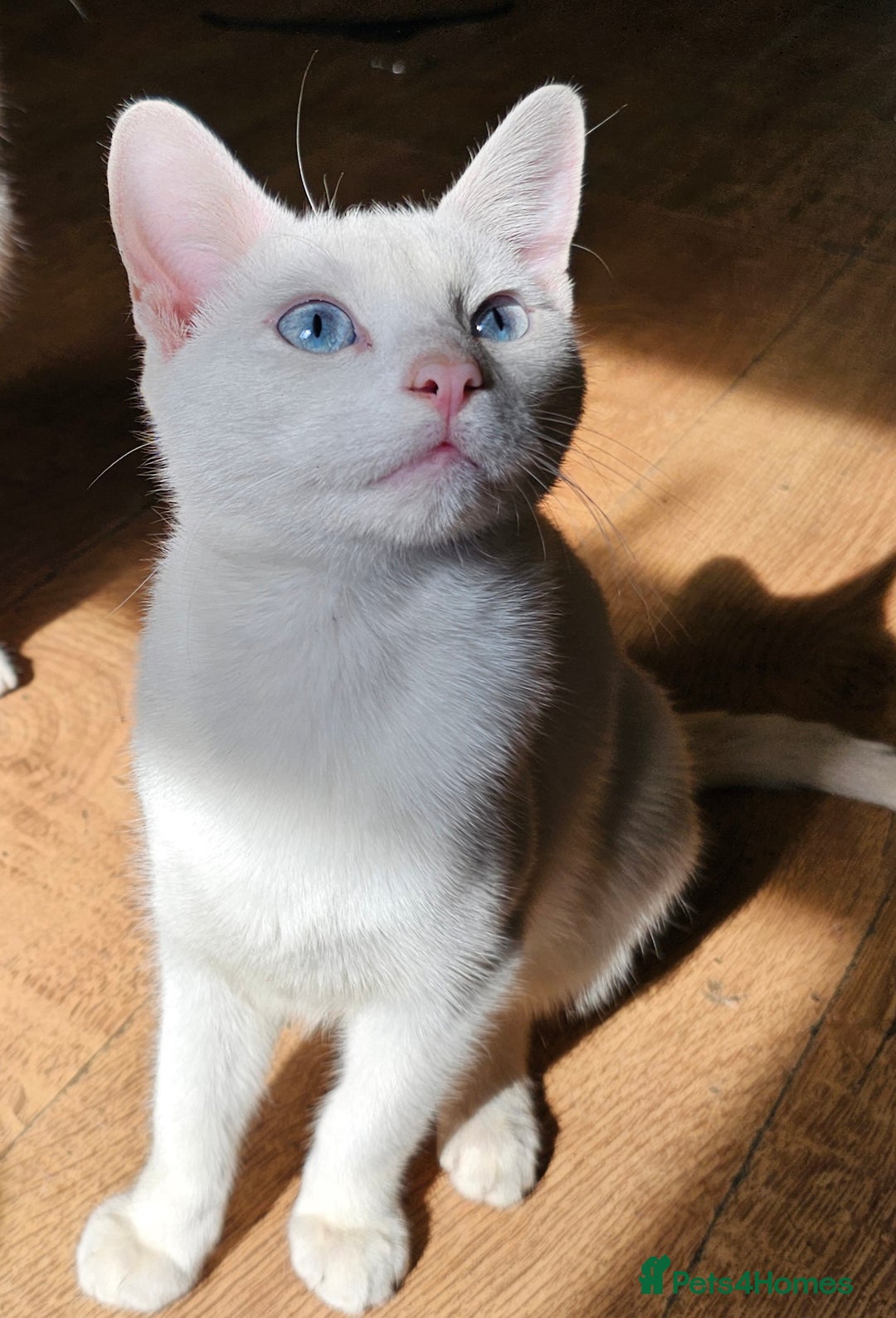 Turkish Angora cats for sale: Turkish Angora kittens  - Image 2