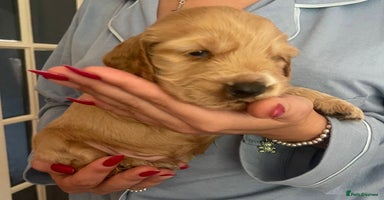 Cocker Spaniel dogs - Advert 8