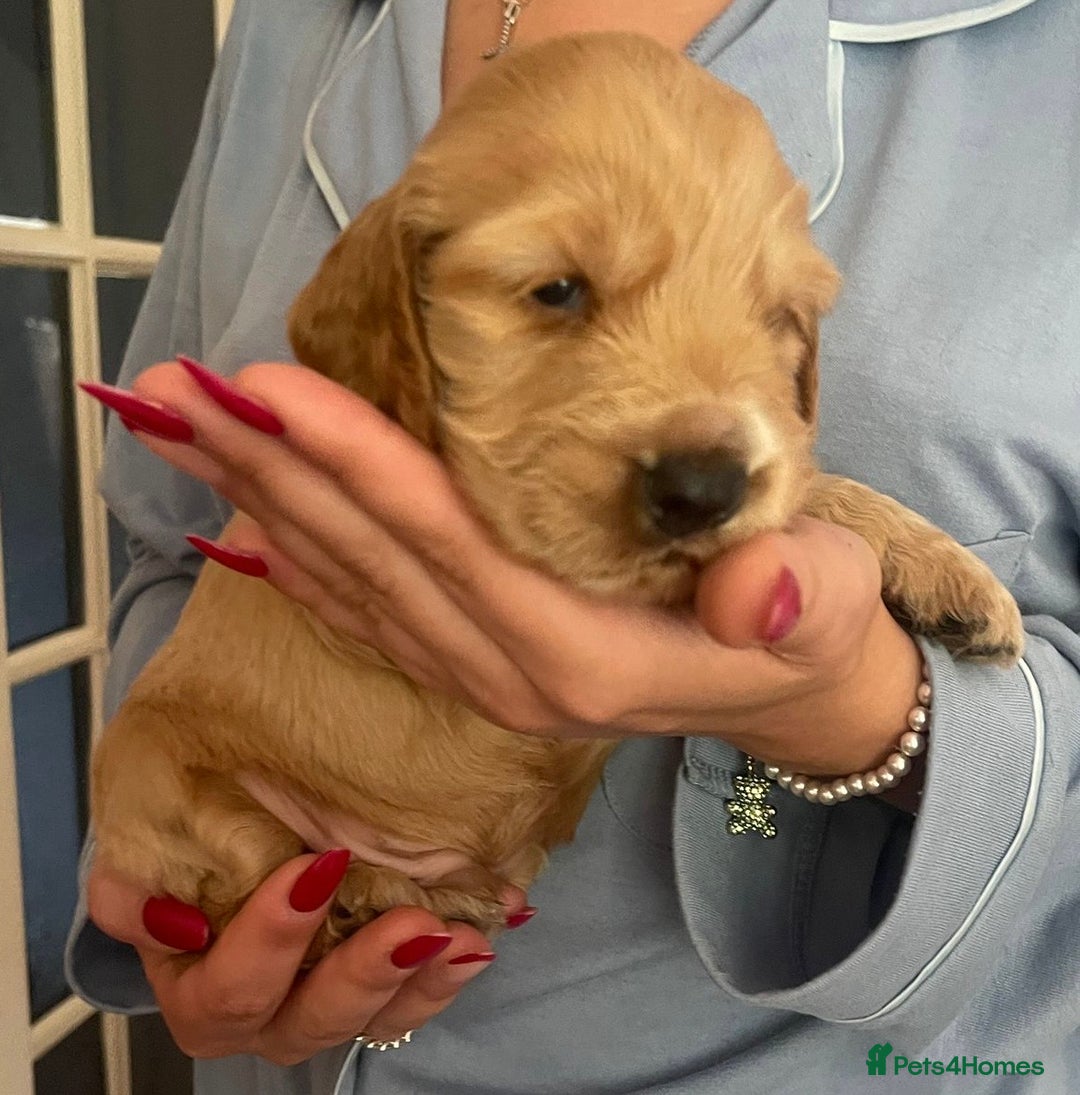 Cocker Spaniel dogs for sale: (1 left) Show type cocker spaniel puppies - Advert 7