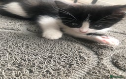 Ragdoll cats for sale: Ragdoll mix beautiful kittens  - Image 6