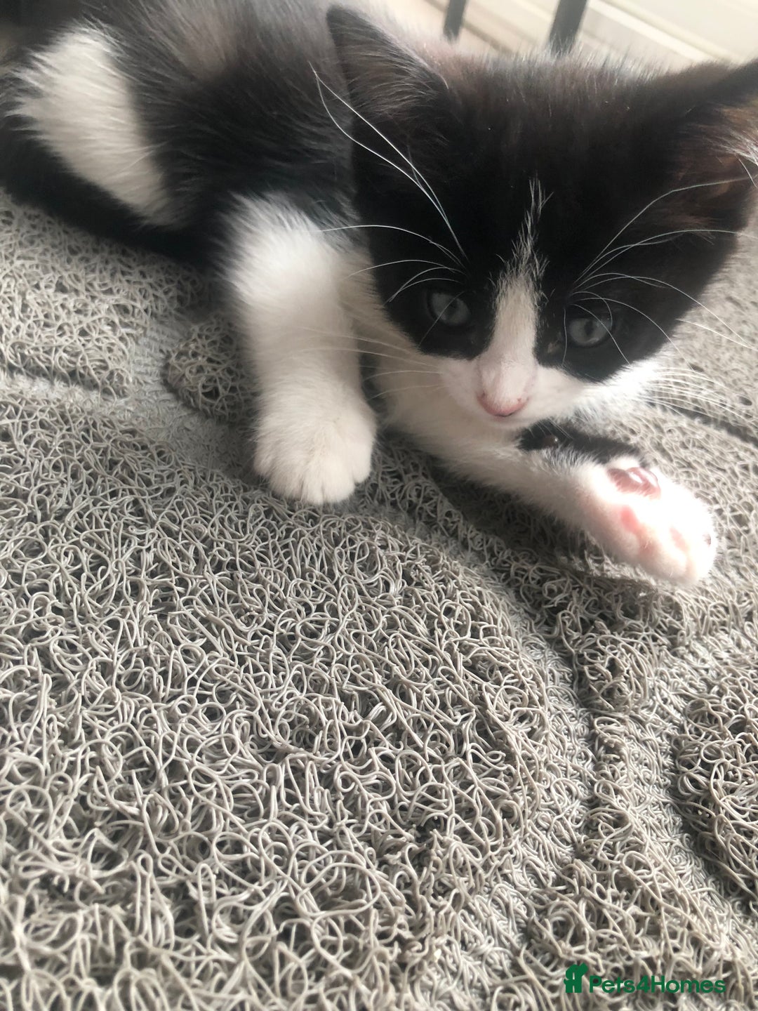 Ragdoll cats for sale: Ragdoll mix beautiful kittens  - Image 6