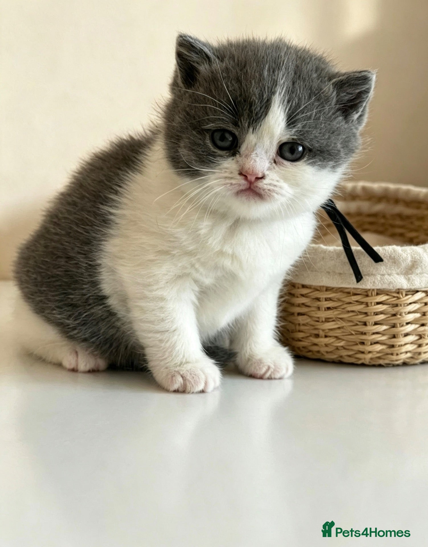 British Shorthair cats 😻 Beautiful Bsh Kittens  GCCF Registered 😻 - Advert 4