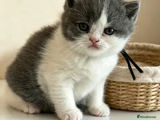 British Shorthair cats 😻 Beautiful Bsh Kittens GCCF Registered 😻 - Advert 4