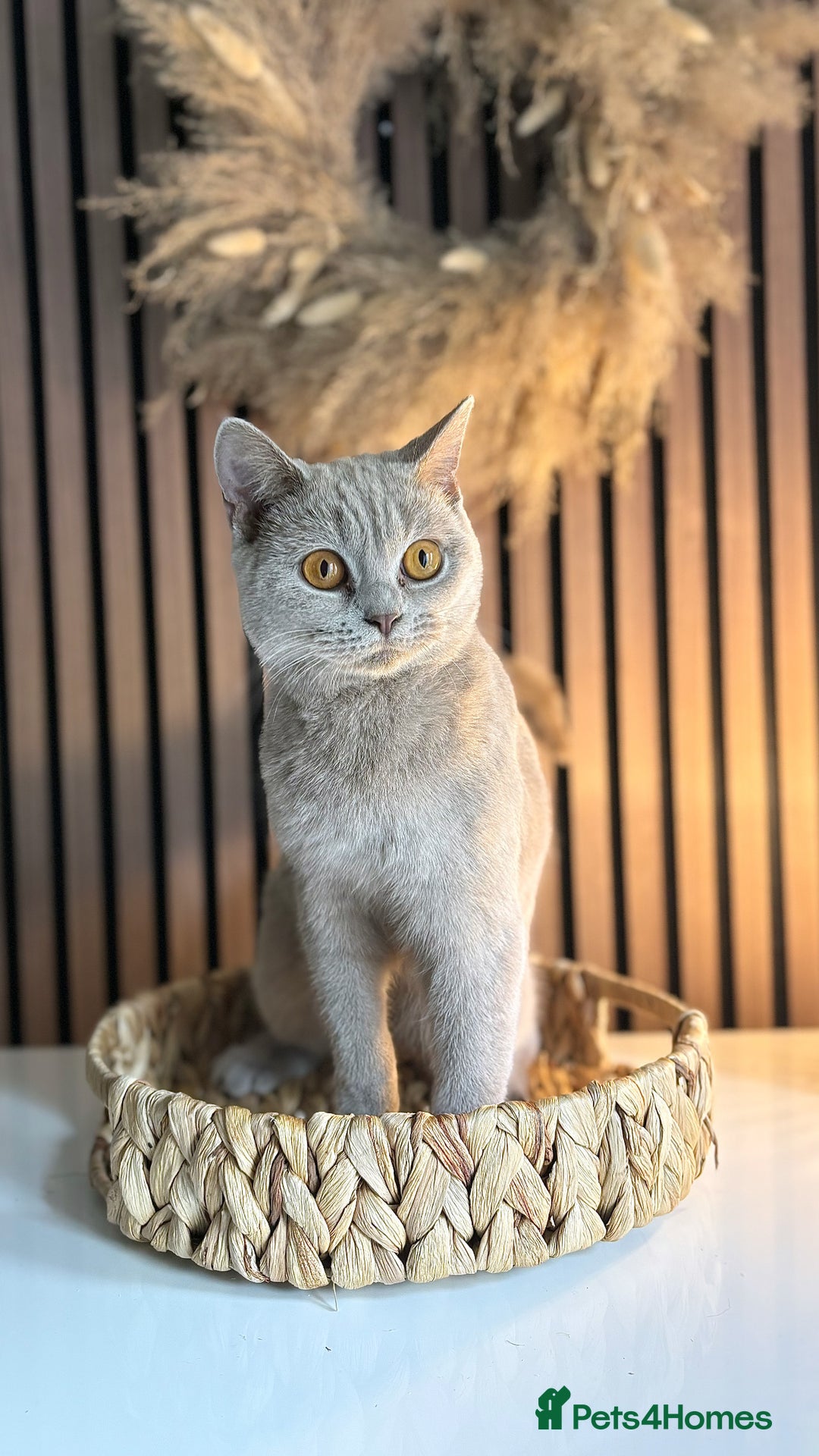 British Shorthair cats for sale: Two female British shorthairs - Image 5