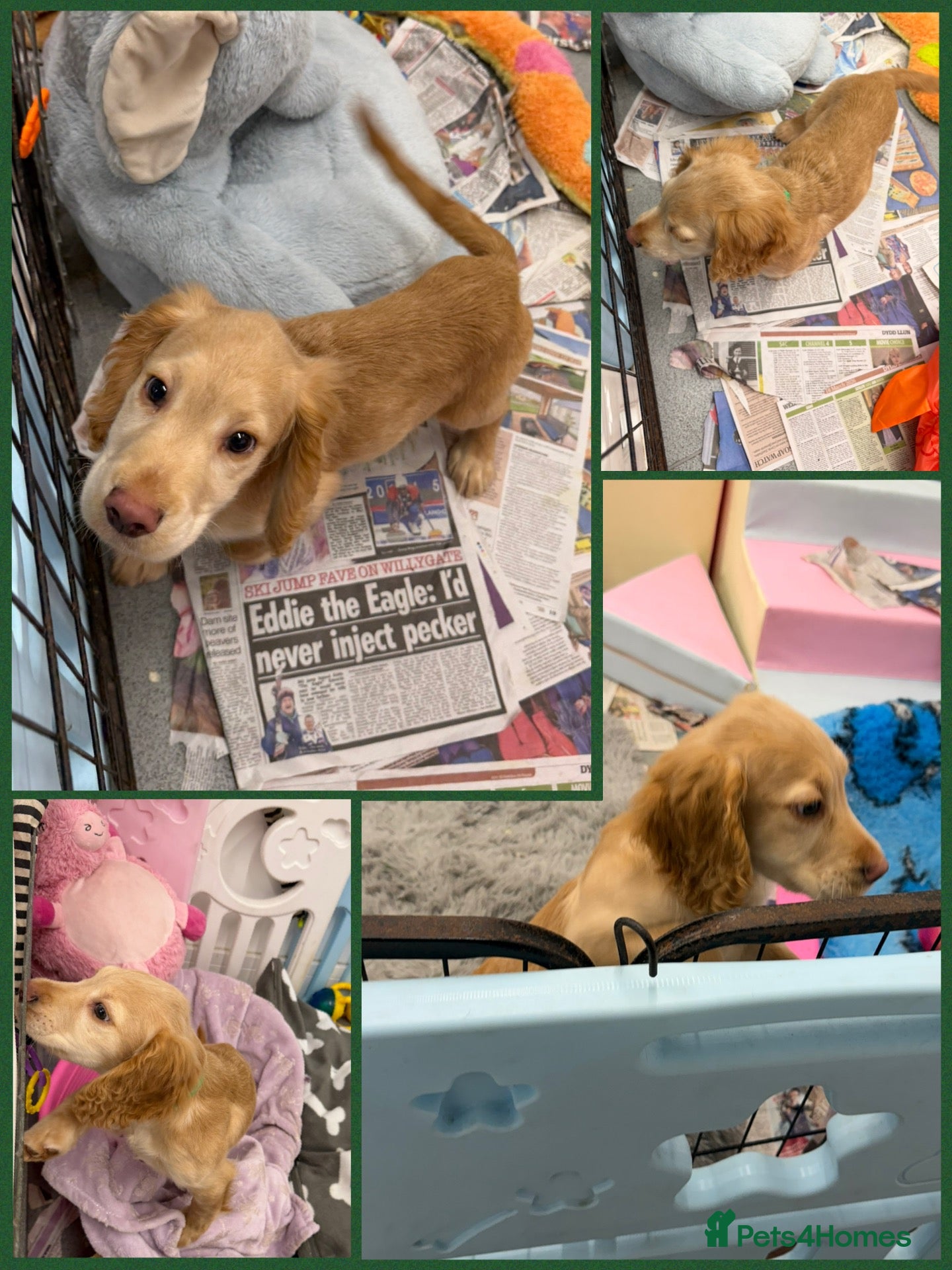 Cocker Spaniel dogs KC Registered Cocker Spaniel Puppies - Advert 2