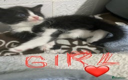 Mixed Breed cats for sale: 5 beautiful black and white kitties  - Image 7