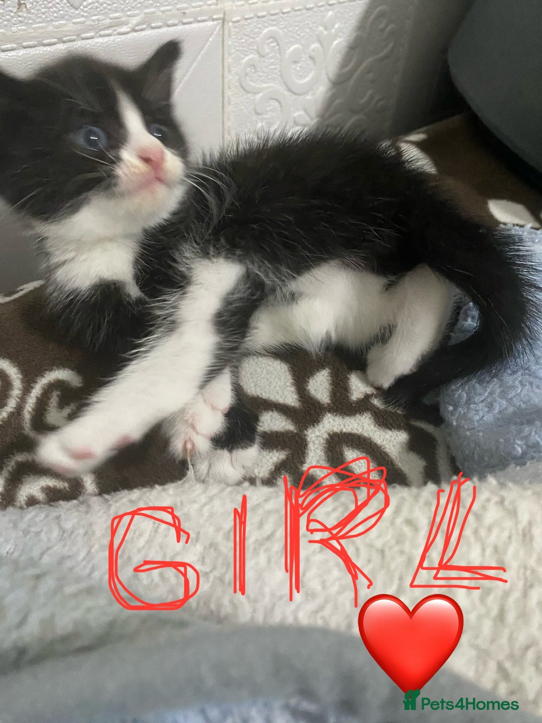 Mixed Breed cats for sale: 5 beautiful black and white kitties  - Image 7