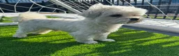 Maltipoo dogs for sale: Gorgeous maltipoos - Advert 5