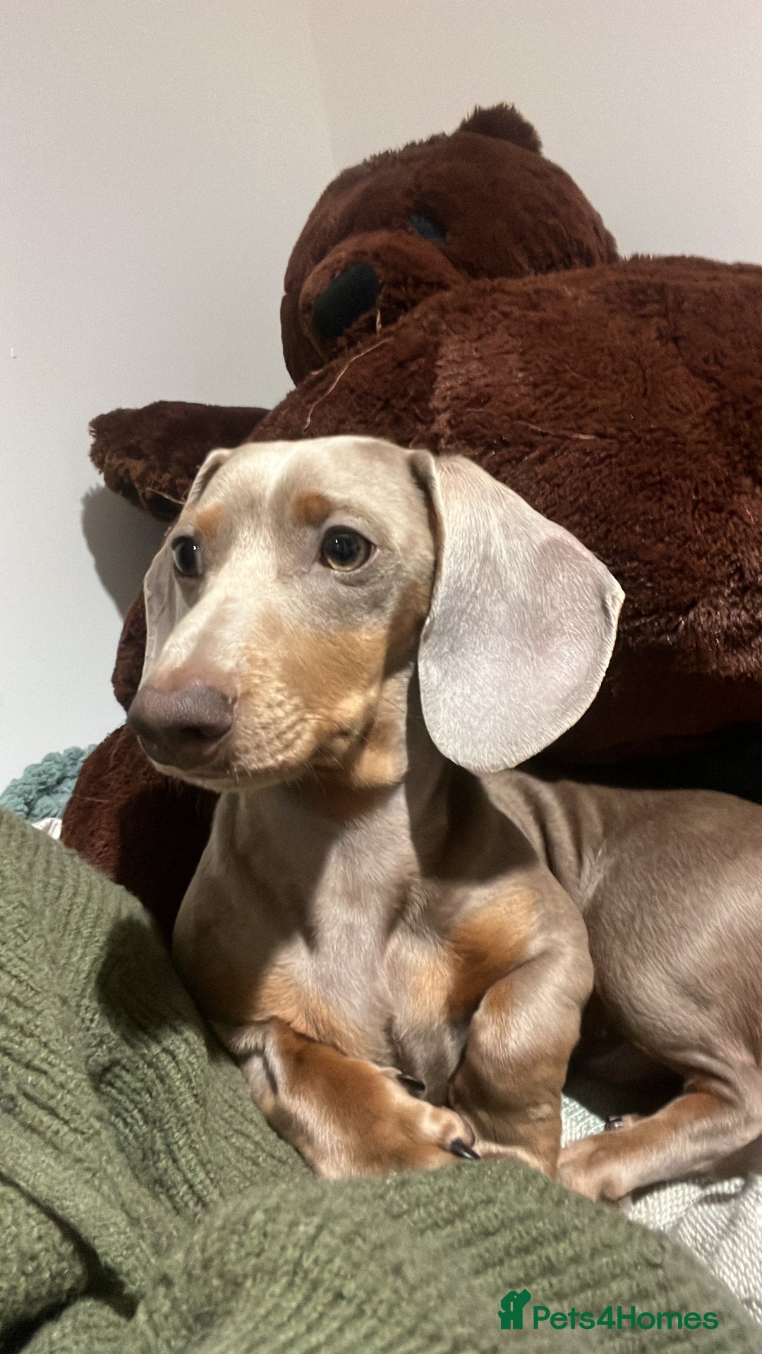 Miniature Dachshund dogs for sale: 9 month, KC registered miniature dachshund  - Advert 15