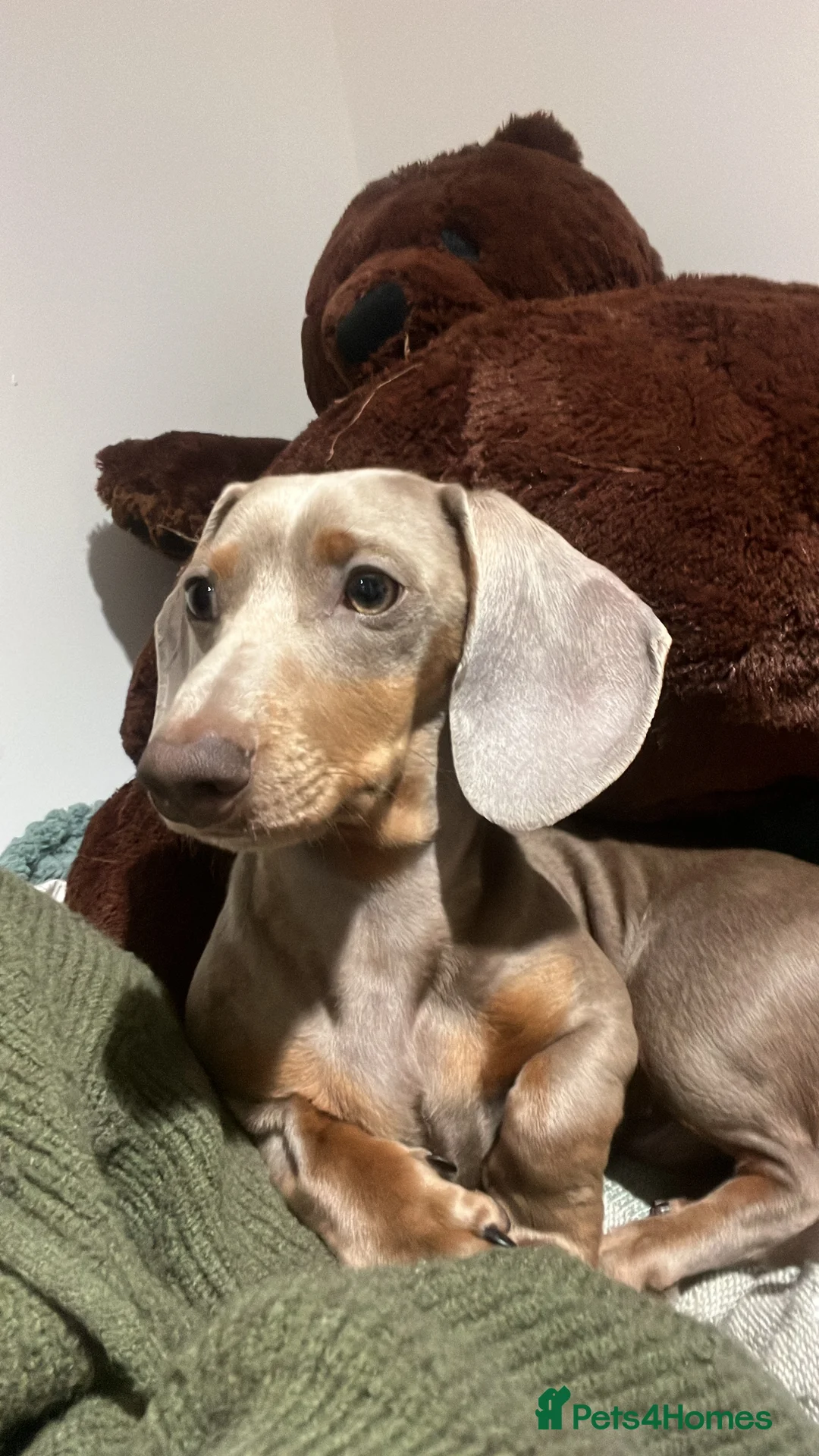 Miniature Dachshund dogs for sale: 9 month, KC registered miniature dachshund  - Advert 15