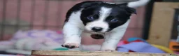 Border Collie dogs for sale: Fully Health Tested Border Collie Puppy For Sale in Coleford - Advert 6