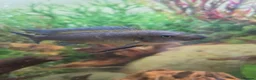 Plecos fish for sale: Tropical fish for sale in Macclesfield - Advert 7