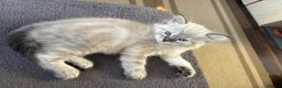Ragdoll cats for sale: Blue Lynx Ragdoll kittens  - Advert 4
