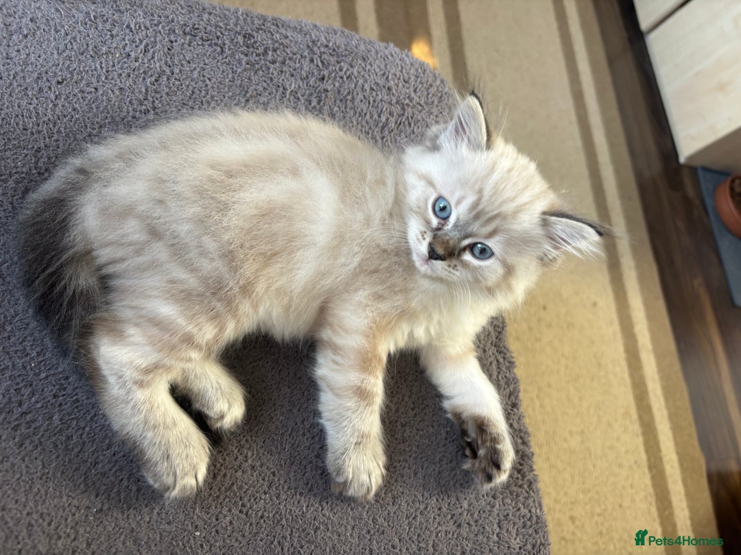 Ragdoll cats for sale: Blue Lynx Ragdoll kittens  - Advert 4