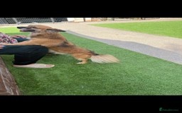 Mixed Breed dogs for sale: Adorable female is looking for new home - Image 3