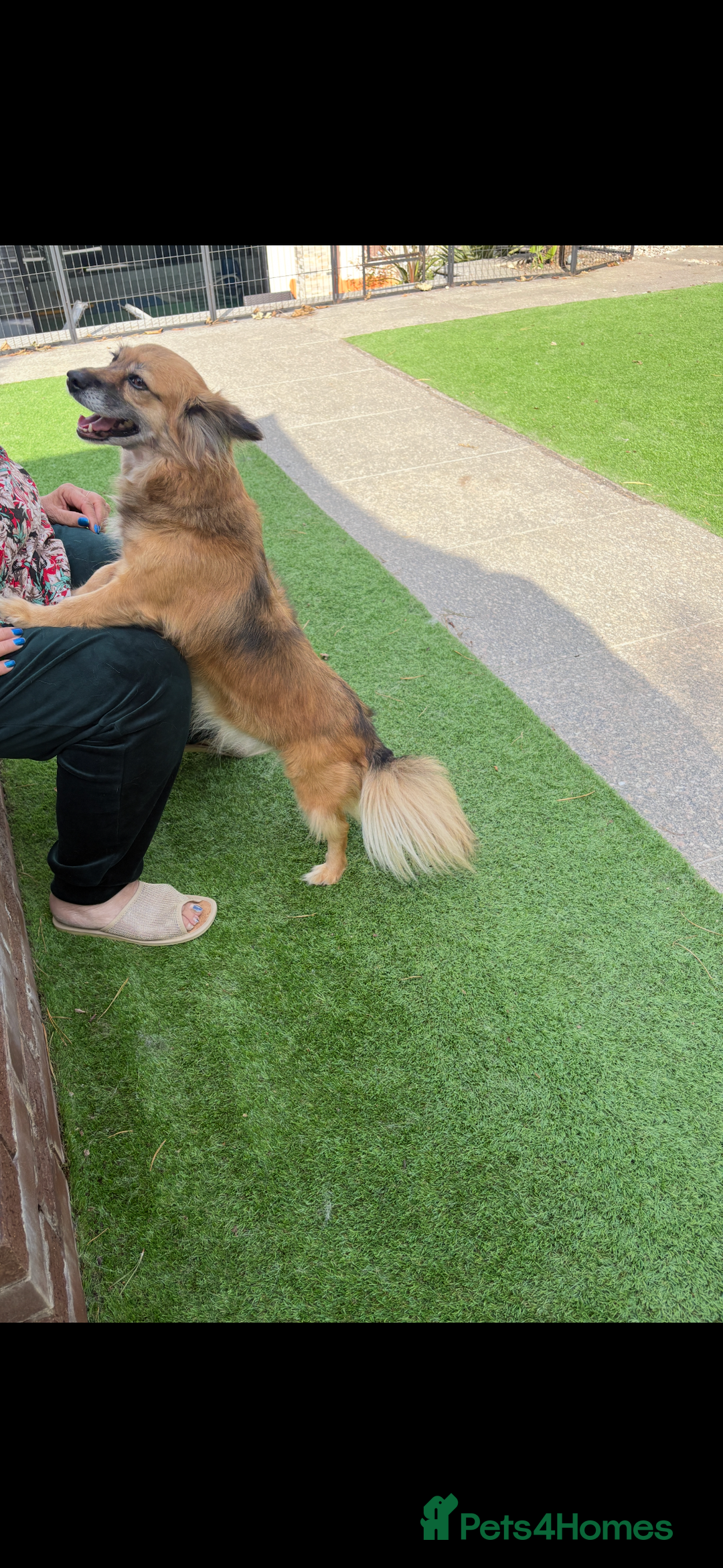 Mixed Breed dogs for sale: Adorable female is looking for new home - Image 3