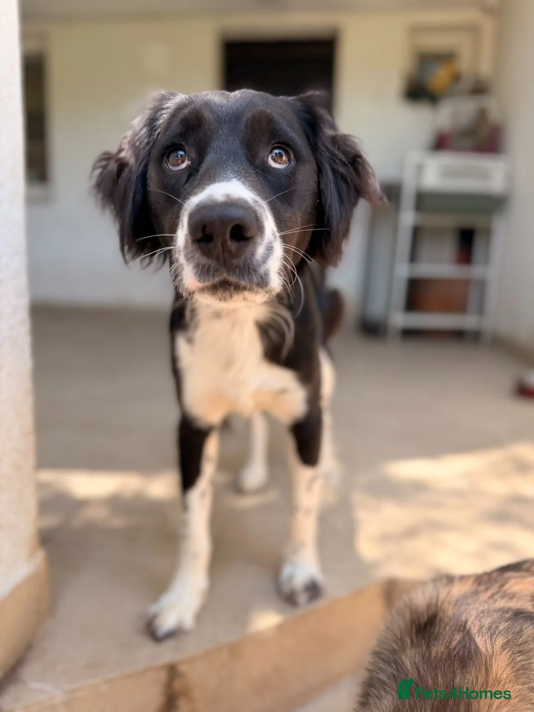 Mixed Breed dogs for adoption: 🐾Sweet Noddy is looking for a home 🐾 - Advert 2